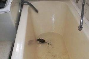 Șobolanul din cadă