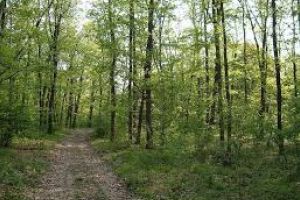 Bărbat rătăcit în pădure, în zona cetăţii Ica