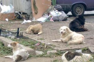 Câinii comunitari, adunaţi de pe străzile Făgăraşului
