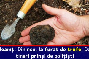 Neamţ: Din nou, la furat de trufe. Doi tineri prinşi de poliţişti