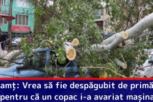 Neamţ: Vrea să fie despăgubit de primărie pentru că un copac i-a avariat maşina