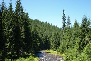 Lovitură pentru organizaţiile de mediu: Ariile protejate, trecute din custodia ONG-urilor în cea a statului