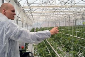 Cherry de Toboliu: Povestea studentului orădean care a pus pe picioare prima seră hidroponică din Bihor (FOTO)