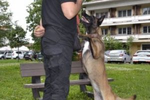 FOTO: Unul dintre cei mai buni câini ai MAI se află la IPJ Alba. Este alintată Cera, are 3 ani şi 4 luni şi este Ciobănesc Belgian Malinois