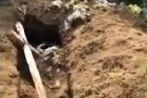 ȘOC şi GROAZĂ! S-au hrănit cu rămăşiţele umane din morminte