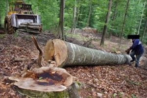 Tânăr strivit de copac în pădure