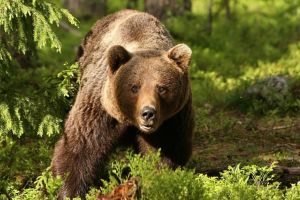 Atac al ursului la Băile Tuşnad! Victima are 27 de ani