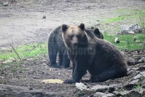 Multe pagube produse de urşi şi porci mistreţi în gospodării şi pe terenurile agricole