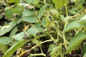 Ploile abundente din ultima perioadă au afectat mai multe culturi agricole în judeţ