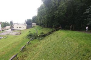 Vântul a mai doborât un copac, pe Aleea de sub Tâmpa. Unde taie municipalitatea copacii