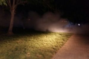 Trei firme interesate sa faca dezinsectia din Timisoara, dupa ce primaria a reluat licitatia