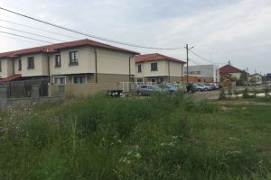 La Dumbravita, voluntarii incep lupta cu ambrozia