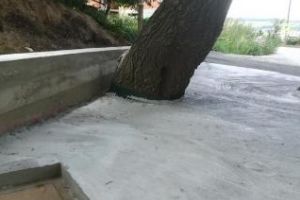 Cluj: La Floreşti, au betonat o salcie bătrână de lângă biserică - FOTO