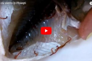 Peste plin de viermi, la Halele din Ploiesti! O ploiesteanca a cumparat 