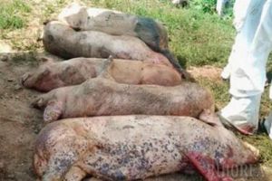 Pesta porcină se extinde în Bihor: DSVSA a înregistrat 11 focare în 8 localităţi şi a numărat 202 animale moarte şi sacrificate