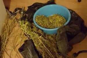 Mexic: 11.000 de asasinate in sase luni, legate de traficul de droguri