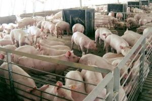 Sprijin pentru crescătorii de porcine, în premieră în România