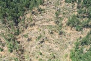 Peste 1.000 de hectare de păduri au fost puse la pământ de o furtună puternică în Parcul Naţional Cozia