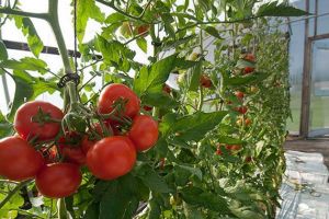 14 agricultori gorjeni încasează subvenţia la tomate