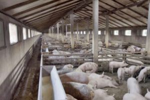 Virusul pestei porcine africane îmbolnăveşte afacerile fermierilor