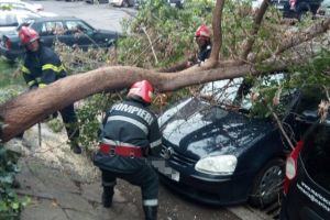Copac, cazut peste o masina la Tulcea. Intervin pompierii