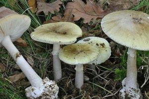 Cea mai TOXICĂ CIUPERCĂ din lume creşte şi în ROMÂNIA. UCIDE „în chinuri foarte mari”