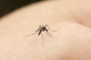 Intepatura de tantar, un adevarat pericol pentru sanatatea ta