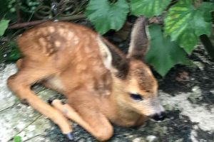 Căprioare ţinute în captivitate, eliberate de poliţişti