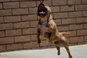 ULTIMĂ ORĂ Femeie desfigurată de un câine - Incidentul şocant s-a petrecut în plină zi