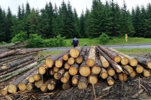 Bărbat din Lunca Ilvei, arestat pentru delicte silvice şi conducere fără permis