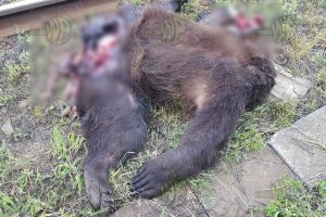 Doi dintre puii ursoaicei care ar fi atacat un tânăr la Băile Tuşnad au fost loviţi de tren