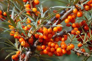 Cătina (Hippophae rhamnoides) – beneficii şi proprietăţi