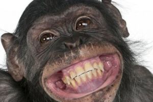  Un CIMPANZEU a devenit dependent de FILME pentru ADULȚI după ce i s-a dat un televizor şi o telecomandă