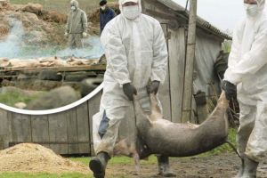 Pesta porcină – CĂLĂRAȘI – ZONĂ TAMPON PENTRU TOATĂ ROMÂNIA!…