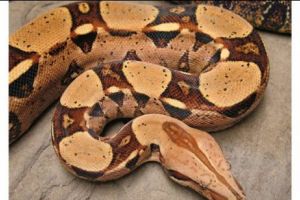 ÎNFIORĂTOR. Șarpe Boa de peste 2 metri lungime, găsit într-un parc de joacă pentru copii