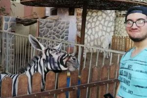 Au pictat un măgar în zebră? O grădină zoologică din Egipt e acuzată că păcăleşte vizitatorii