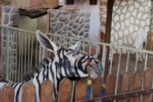 SPECTACULOS. Grădină zoologică din Egipt acuzată că a vopsit un măgar că să arate ca O ZEBRĂ