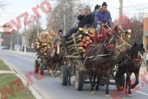 AFACEREA LEMNELOR bagă DIHONIA în PSD. „Poporul MOARE de FRIG”, GIGANȚII din industria lemnului PROFITĂ