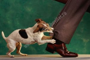 Peste 1700 de dâmboviţeni muşcaţi de câini într-un an şi jumătate! Cei mai mulţi provin din mediul rural