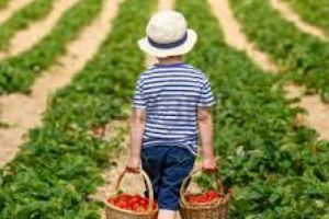 Cum pot obţine tinerii fermieri 50.000 de euro pentru demararea unei afaceri în agricultură