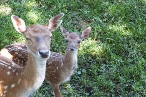 Sezonul puilor la Zoo Oradea: Peste 50 de animăluţe s-au născut la Grădina Zoologică de la începutul anului (FOTO)