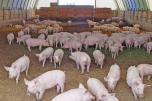 Pestă porcină africană într-o gospodărie de lângă Suceveni