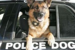 RECOMPENSĂ de 70 000 de dolari pentru MOARTEA unui câine poliţist. MOTIVUL este INCREDIBIL!