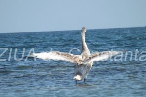 Irina Lucia Mihalca: Celalalt trup ~ o noua viata