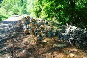 Ioan Deneş, la Câmpeni: S-au diminuat tăierile ilegale din pădurile României. Total, nu le putem elimina