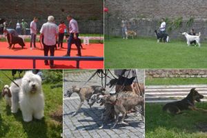 FOTO. Royal Crown Trophy: Circa 1.000 de câini din 16 ţări, la Alba Iulia, în cursa pentru cel mai râvnit trofeu – Supreme Best In Show