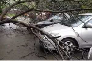 Copac prabusit peste masinile parcate din fata unui bloc din zona Abator din Constanta