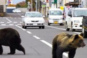 VALEA PRAHOVEI, sub ASEDIU. URȘII au pus stăpânire pe drumurile din STAȚIUNEA MONTANĂ