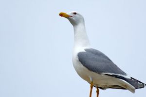 La Piteşti, pescăruşii cuibăresc pe „falezele” blocurilor