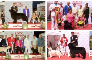 LIVE VIDEO: Peste 100 de rase şi varietăţi de căţei, din 16 ţări, la Alba Iulia, în cursă pentru marele premiu, la Royal Crown Trophy